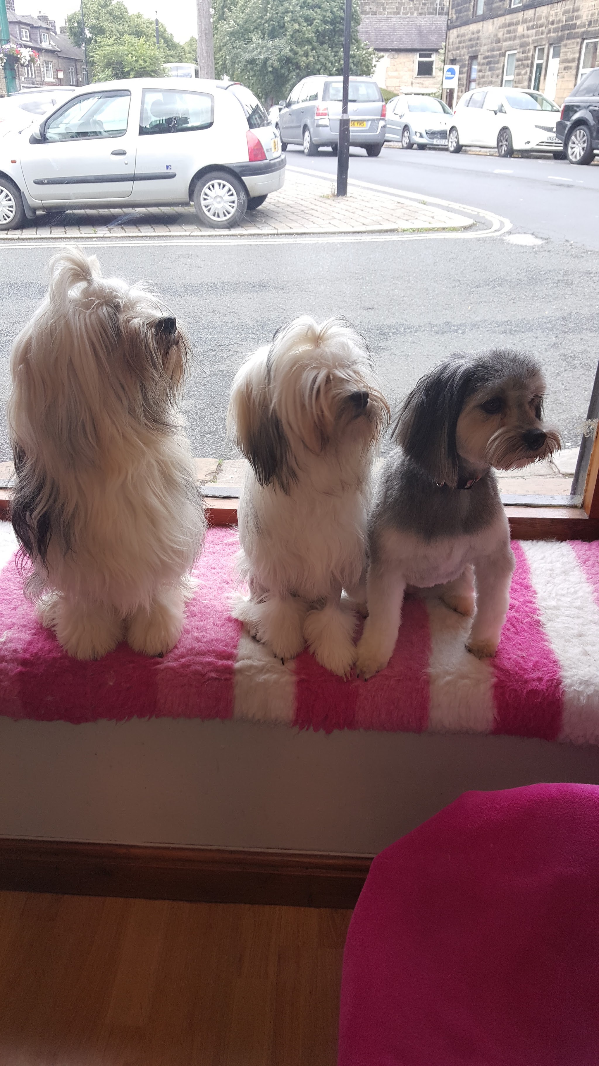 Three dogs sitting together by the salon window