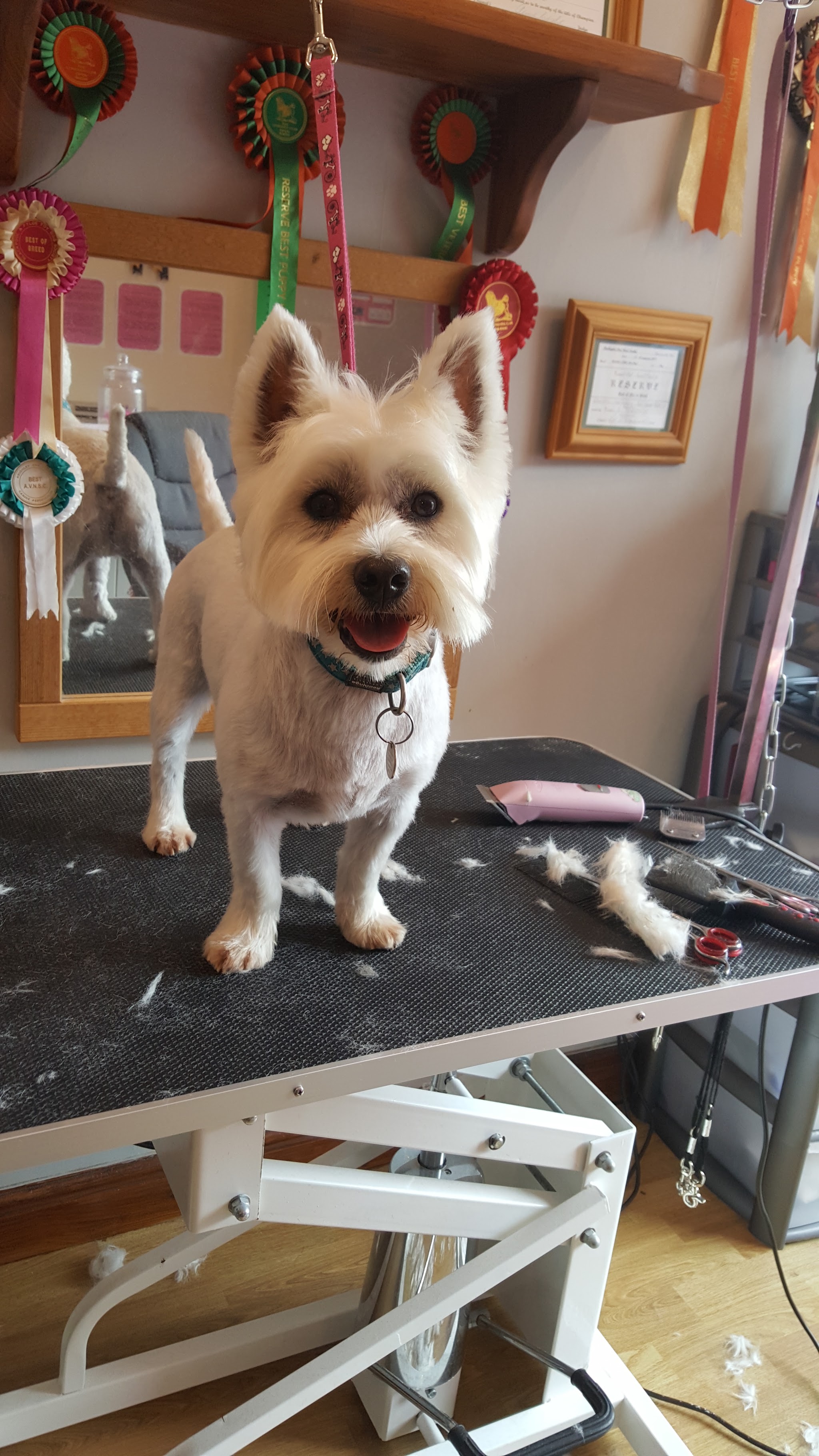 A white terrier after a trim at Grooming by Kelli
