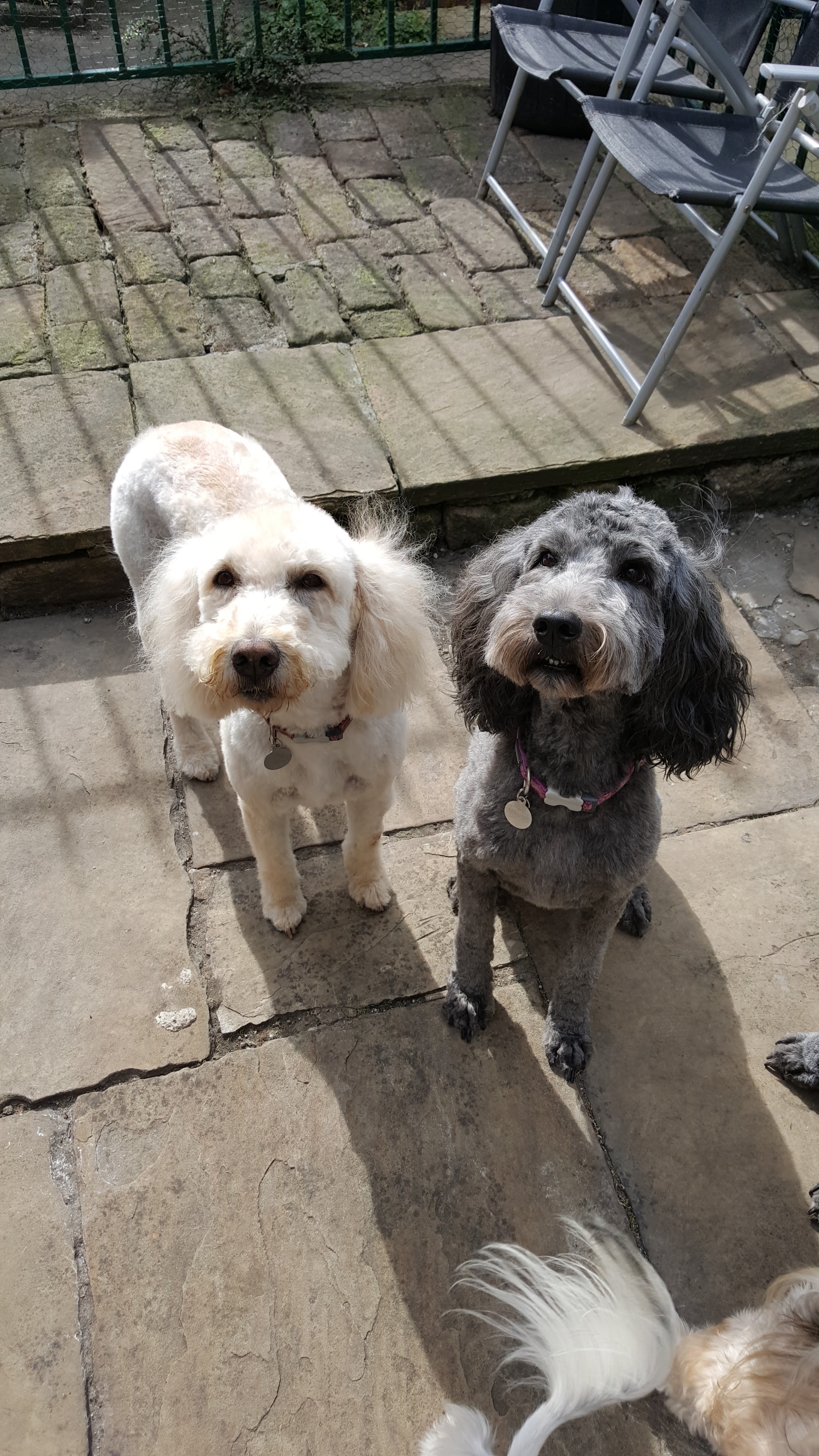 Two freshly groomed dogs outside