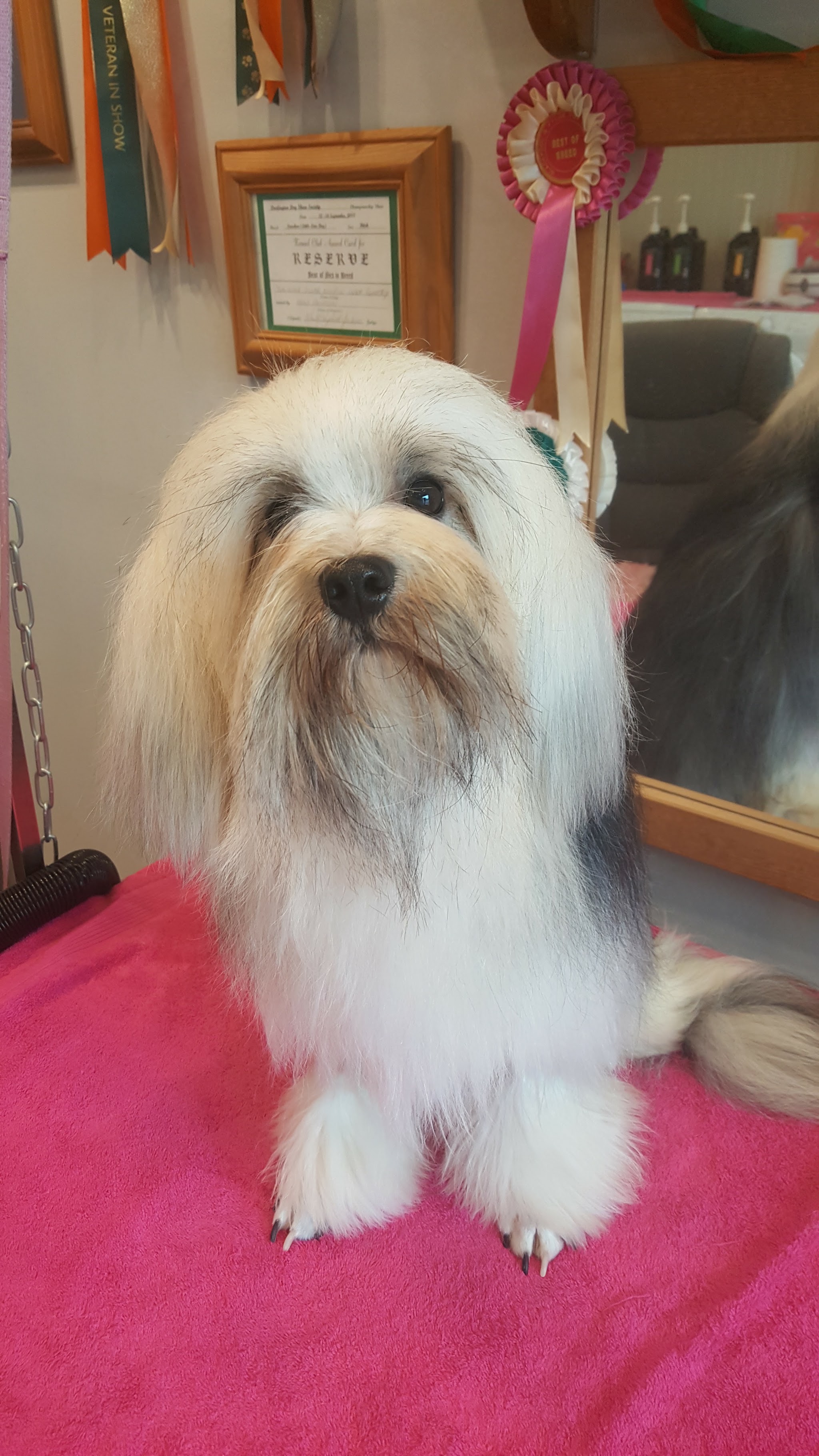 A long-haired white dog sitting on a pink grooming towel