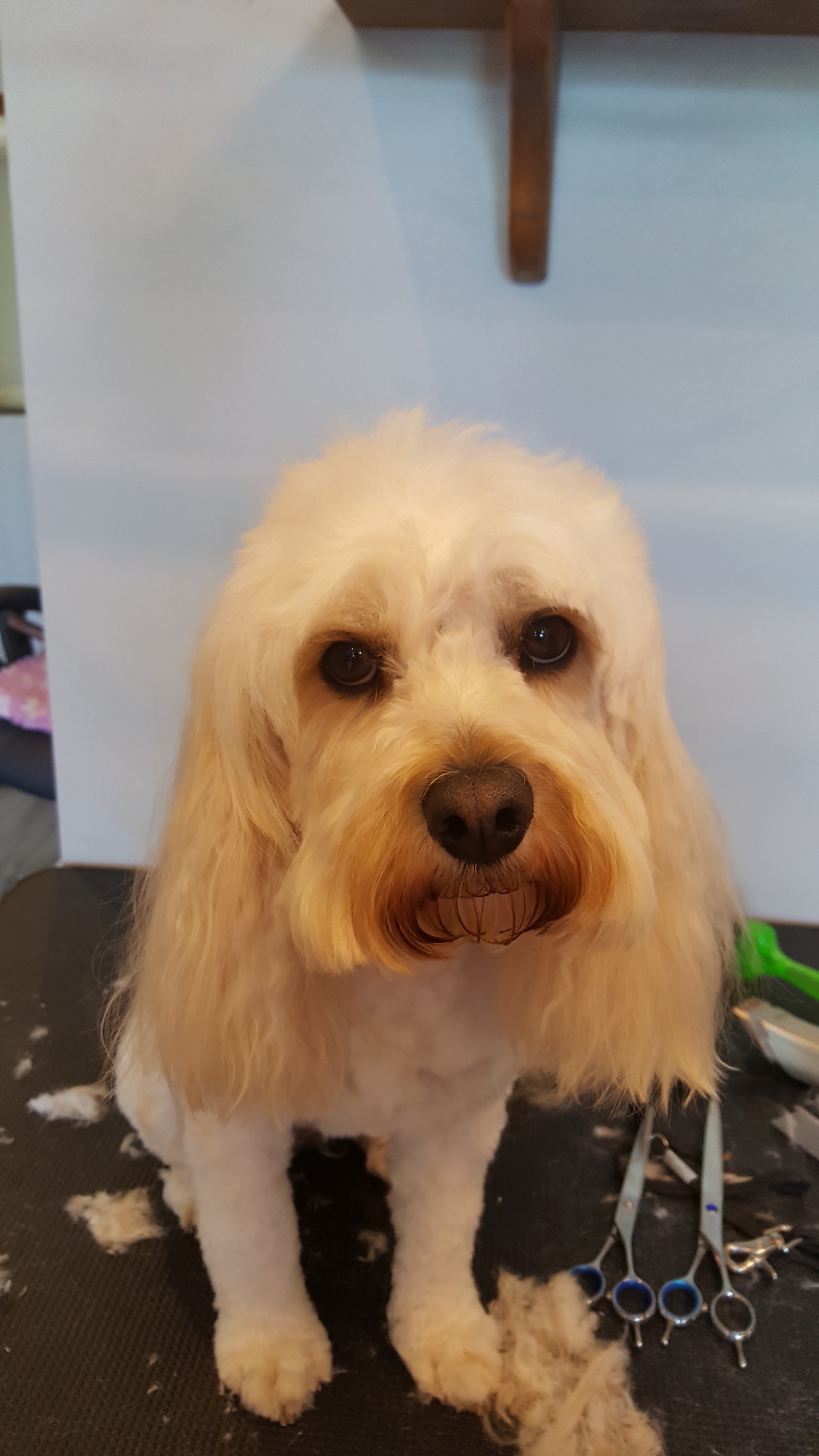 A white dog with a neatly trimmed face