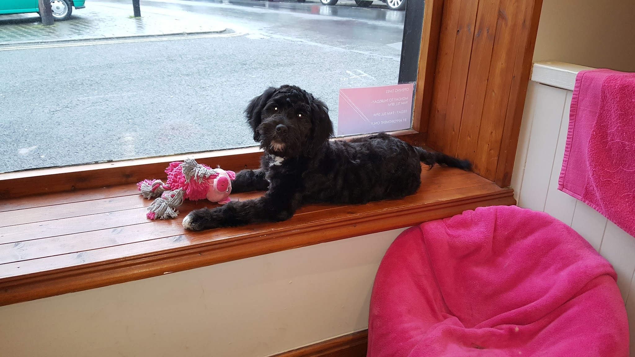 A black puppy relaxing on the salon windowsill beside a pink toy
